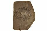 Miocene Fossil Leaf (Populus) - Idaho #189553-1
